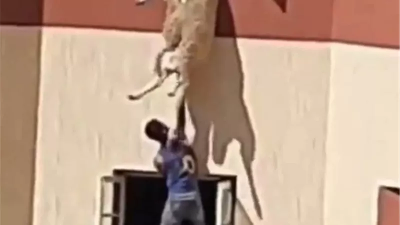 «على طريقة الأفلام»..إنقاذ «خروف»هارب من الذبح قبل سقوطه من الطابق الأخير